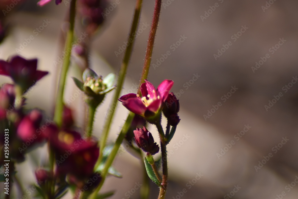 Moos-Steinbrech (Saxifraga x arendsii) - Bodendecker Moos-Steinbrech (Saxifraga x arendsii) - Bodendecker