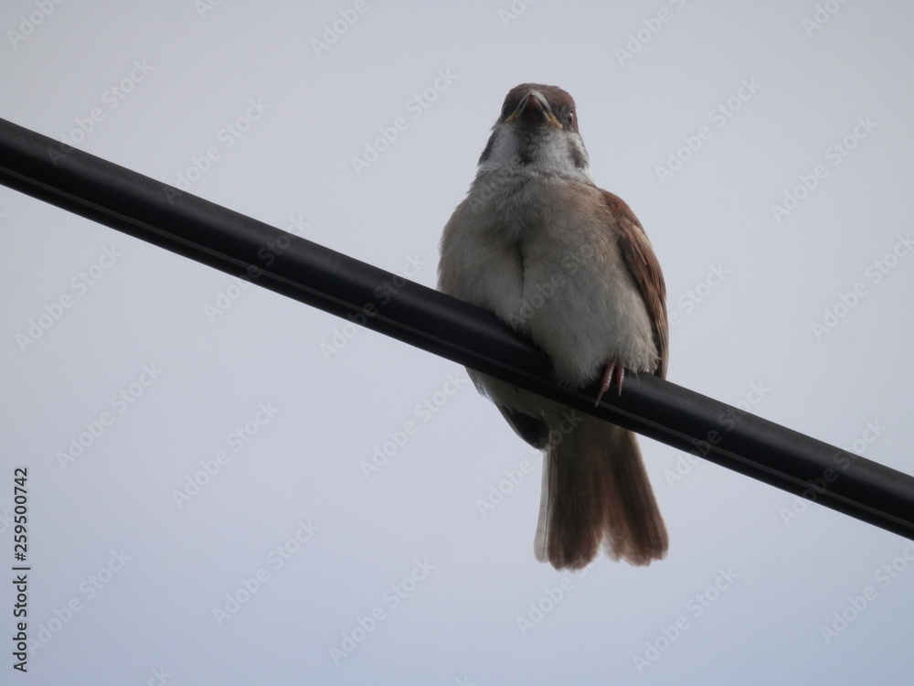 電線にとまっているスズメ 宮城県 Stock 写真 Adobe Stock
