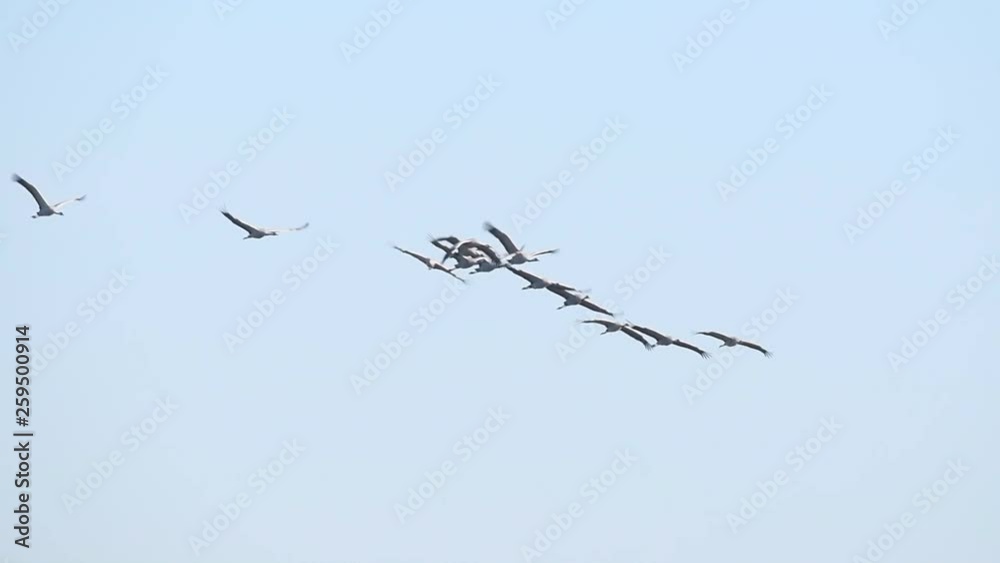 Common Cranes or Eurasian Cranes (Grus Grus) flying in slow motion in mid air during migration in autumn