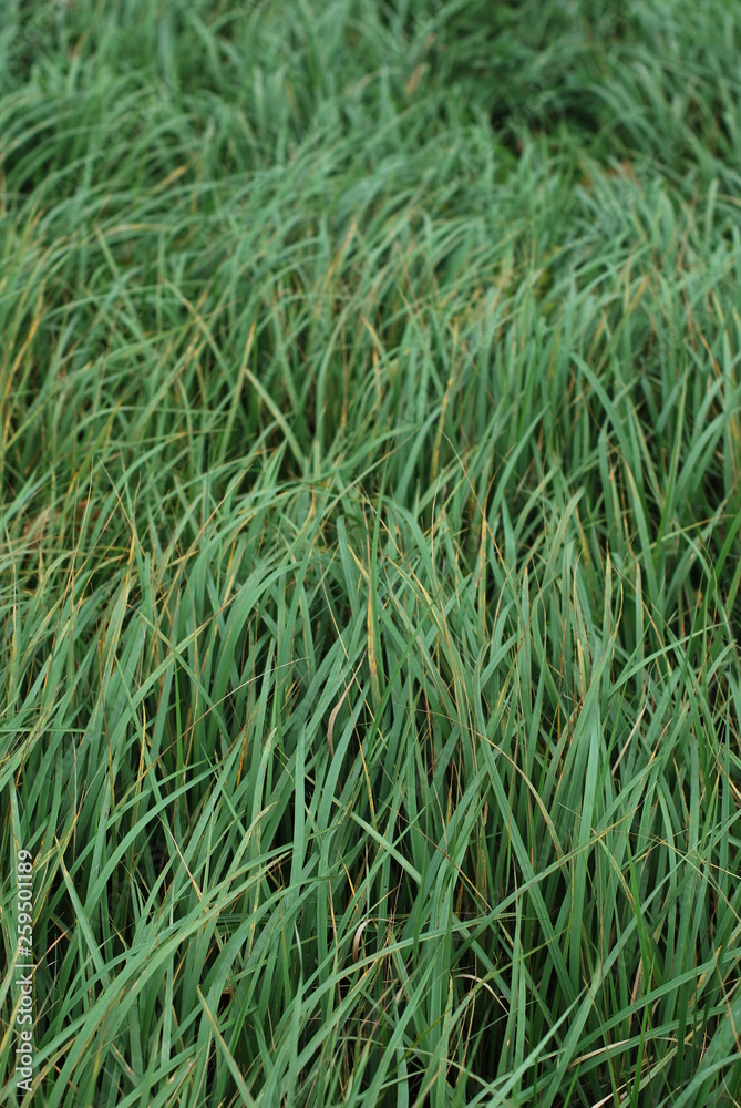 Full view green grass closeup background with natural texture from a meadow field. Grass in wind movement. Soft lightning. Full view green grass closeup background with natural texture from a meadow field. Grass in wind movement. Soft lightning.