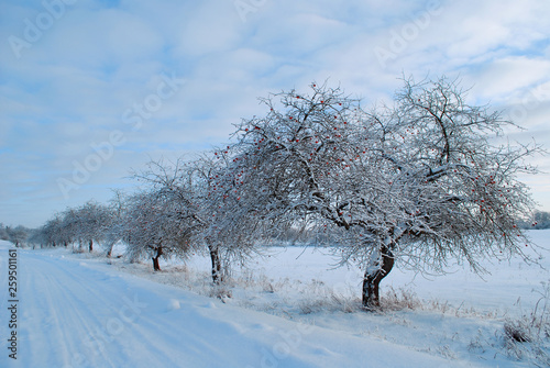 Apple trees with red apples in winter near the village road in Latvia. Cloudy sky, cold day