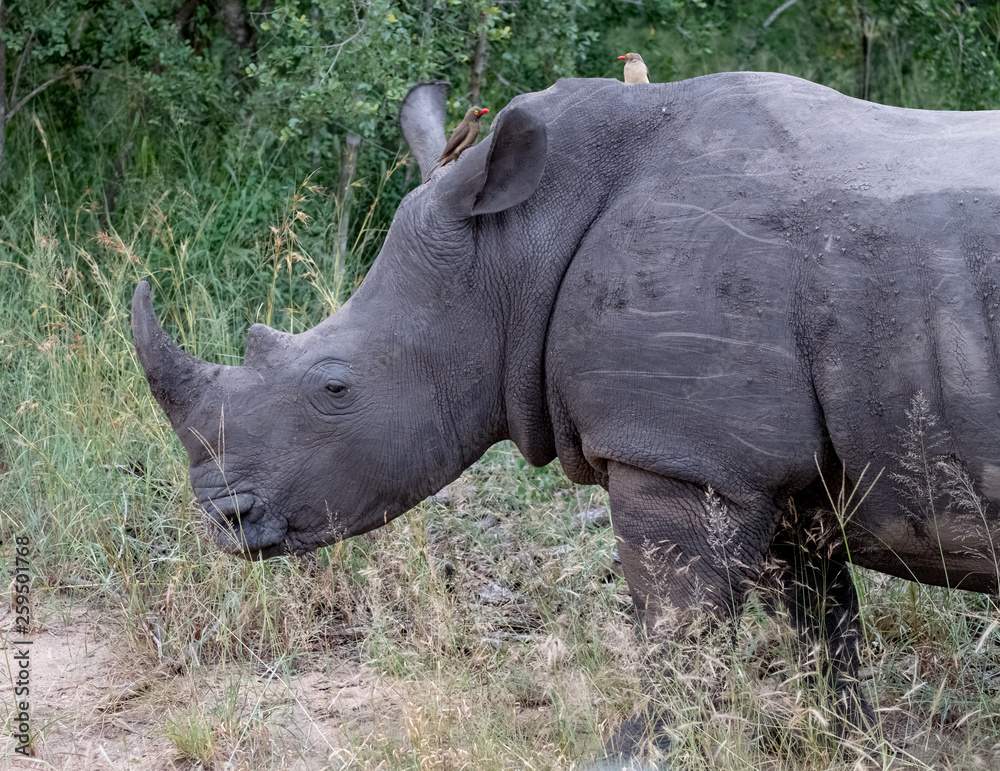 Obraz premium White rhino, photographed at Sabi Sands Game Reserve in South Africa.