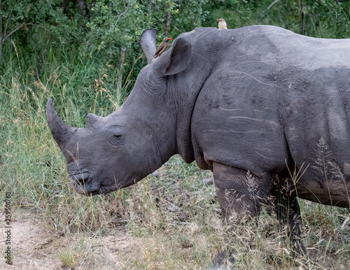 White rhino  photographed at Sabi Sands Game Reserve in South Africa.