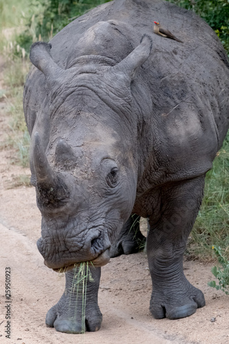 White rhino, photographed at Sabi Sands Game Reserve in South Africa.