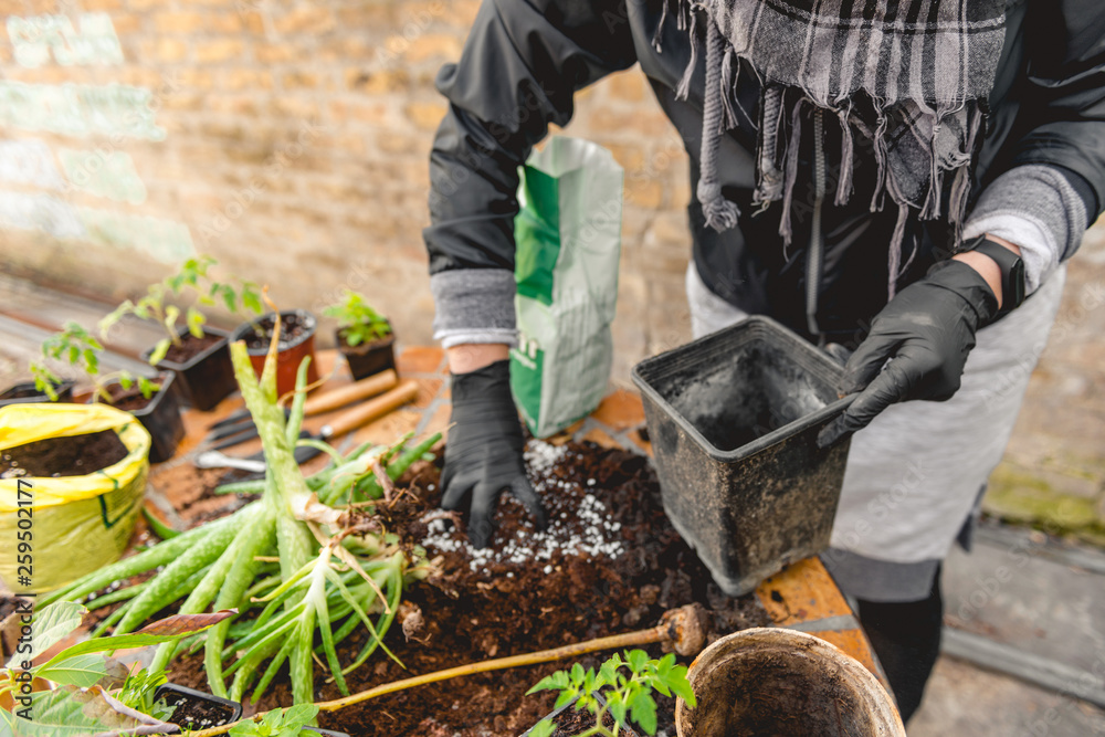 Planting Aloe Vera In Containers Planting Aloe Vera In Containers