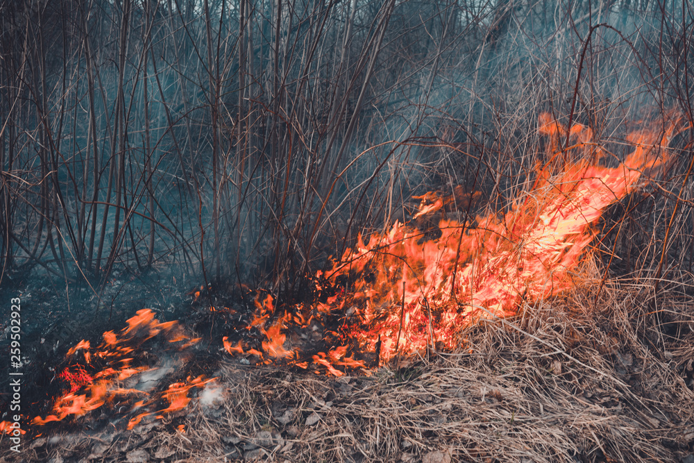 The field burns dry grass, is environmentally hazardous, pollution of the environment and air, the destruction of flora The field burns dry grass, is environmentally hazardous, pollution of the environment and air, the destruction of flora