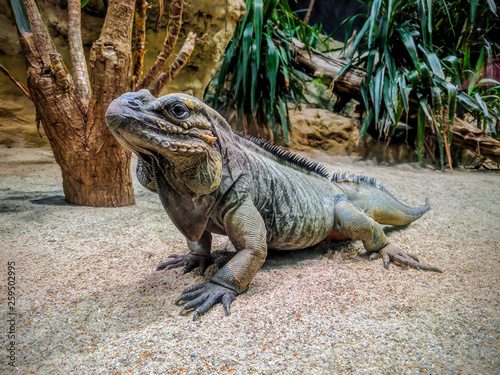 Close up of a large Iguana