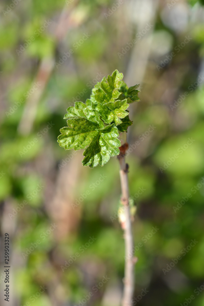 Obraz premium Jostaberry leaves