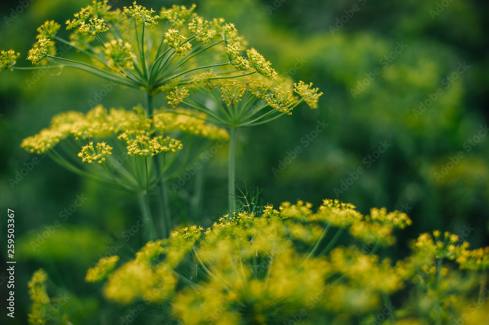 Fototapeta premium Dill flowers