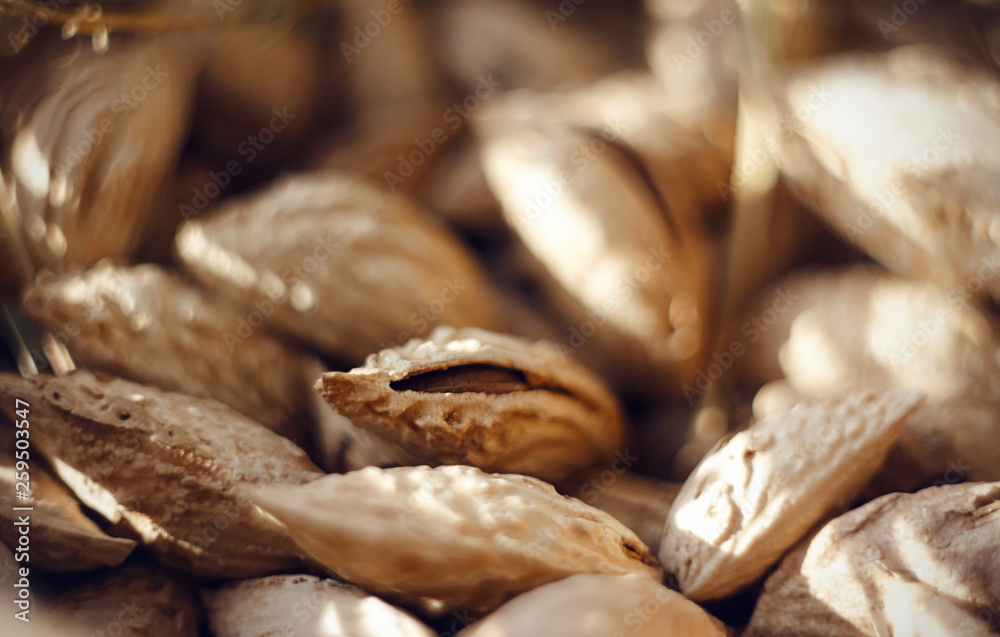 A lot of ripe and tasty almonds in a rough strong shell lie in a handful, lit by the bright sun A lot of ripe and tasty almonds in a rough strong shell lie in a handful, lit by the bright sun