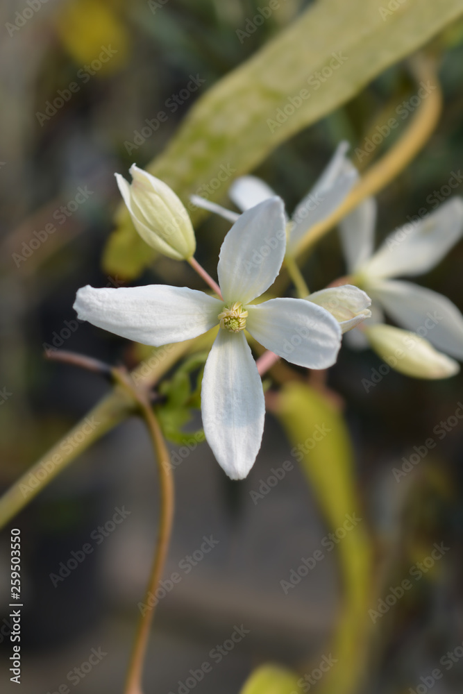 Obraz premium Snowdrift evergreen Clematis