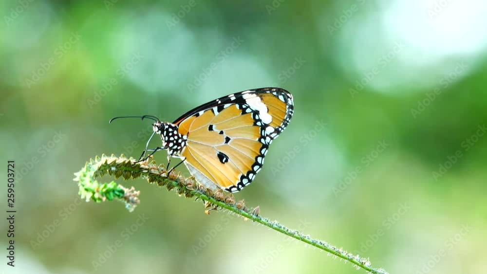 4K Thai butterfly beautiful butterfly on meadow flowers nature outdoor