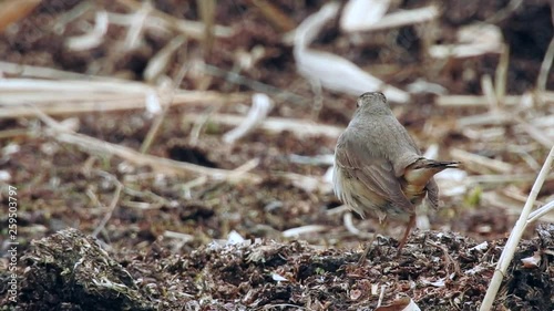 Blaukehlchen, bluethroat  (Luscinia svecica) bei der Nahrungssuche photo