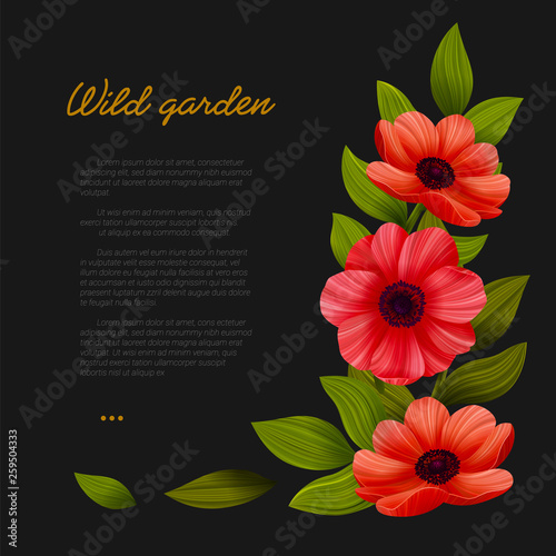 Flowers. Web banner template with Red poppies on black background. Vector ill...