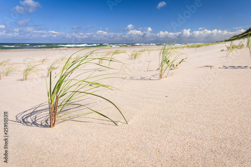 Sandy beach of the Baltic sea. Curonian Spit, Russia