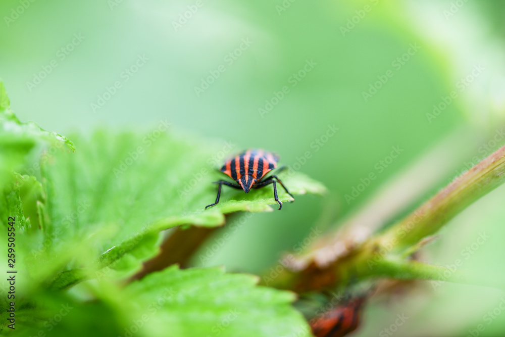 Naklejka premium Bug with red and black stripes sitting on a green sheet