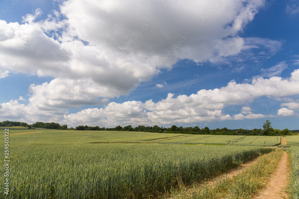Walking on the road in a wide green field Walking on the road in a wide green field