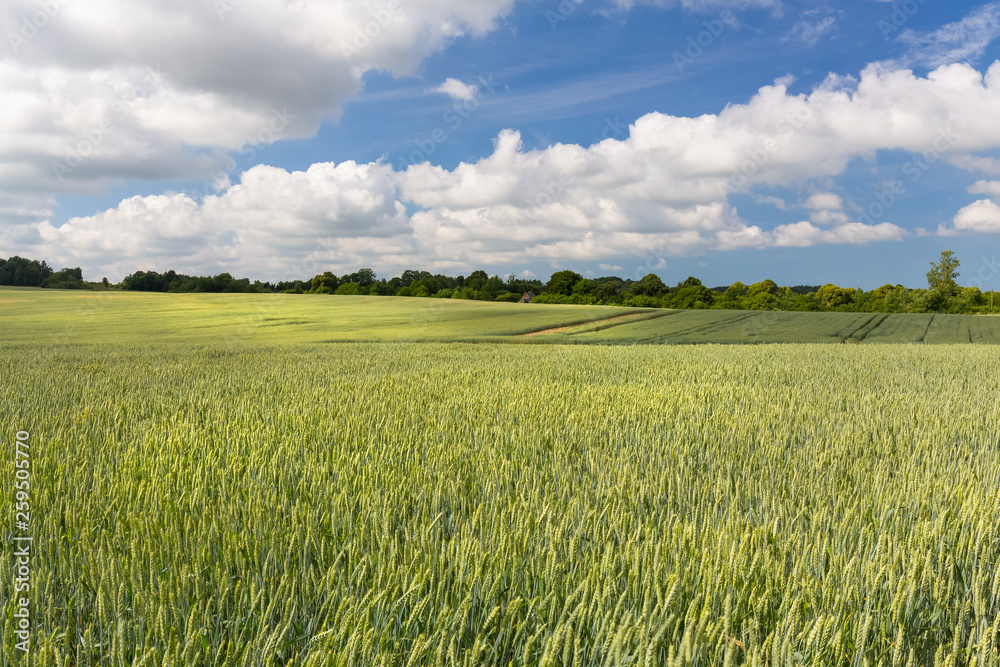 Wide green wheat field at warm and cloudy summer day Wide green wheat field at warm and cloudy summer day