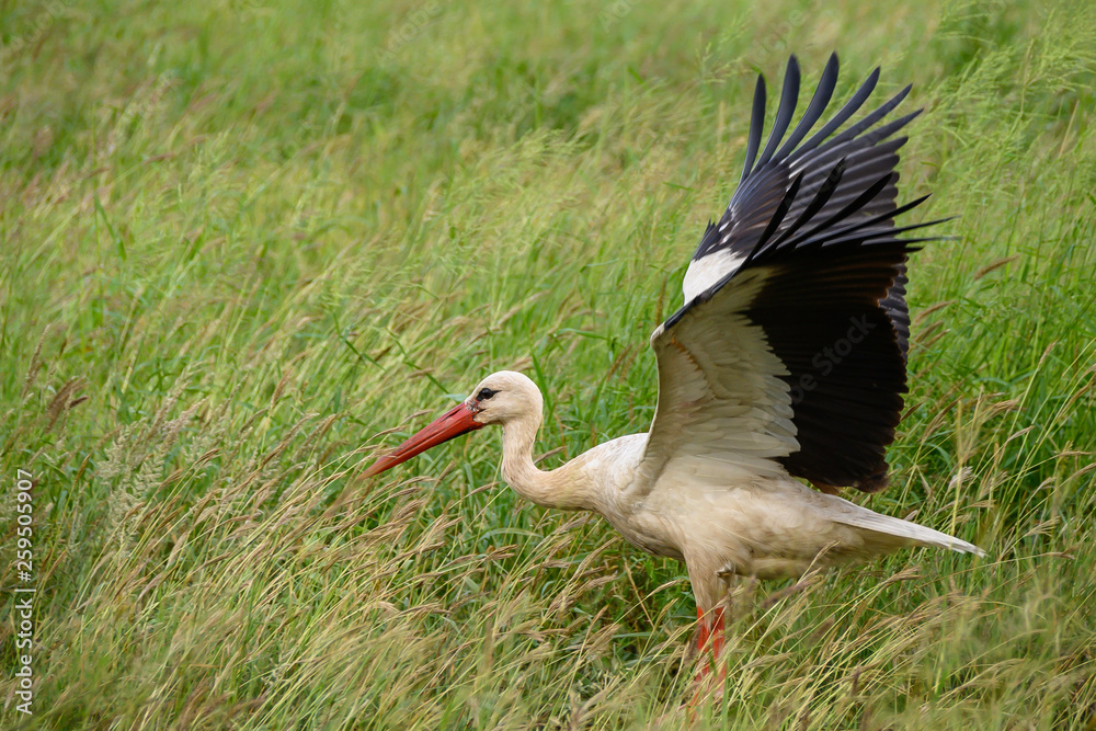 Naklejka premium White Stork with open wings making ready to take off into the sky