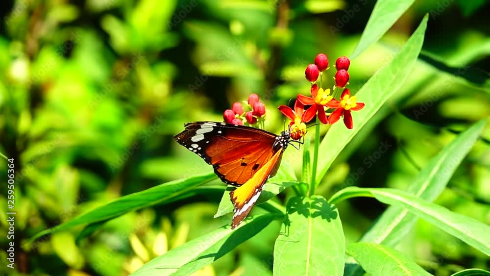 HD 1080p super slow Thai butterfly in pasture flowers Insect outdoor nature HD 1080p super slow Thai butterfly in pasture flowers Insect outdoor nature