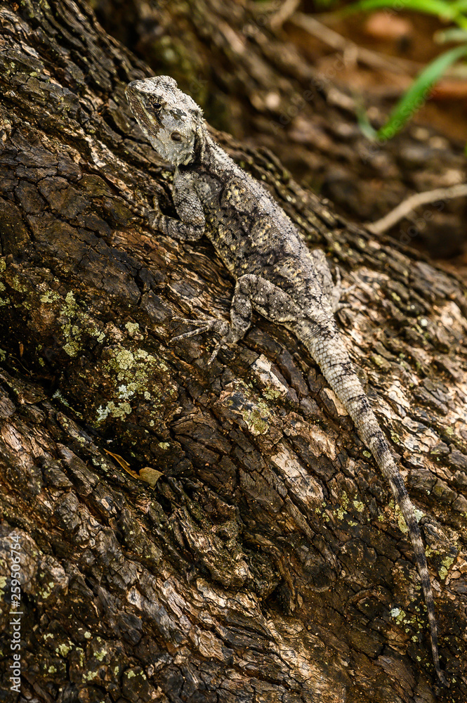 Southern Tree Agama showing his camouflage prowess Southern Tree Agama showing his camouflage prowess