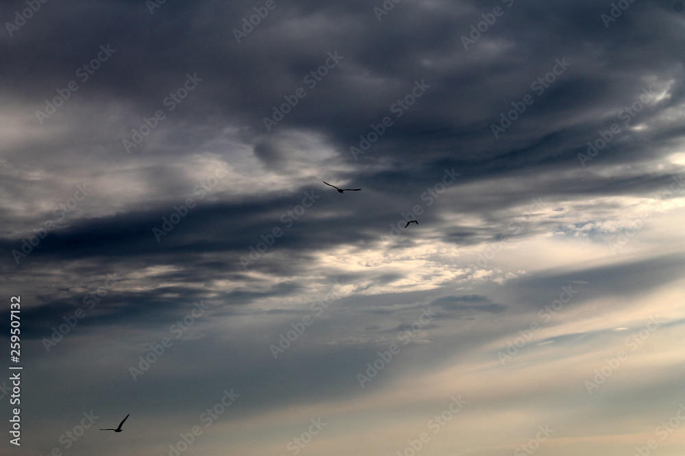 birds fly in a stormy sky. dark stormy sky with clouds