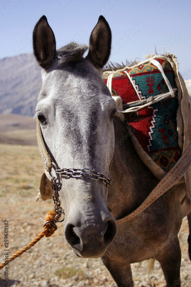 Fototapeta premium a horse in mountain