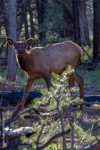 deer in the forest © Thomas