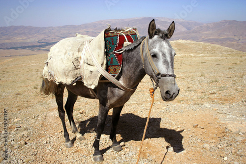 a horse in mountain