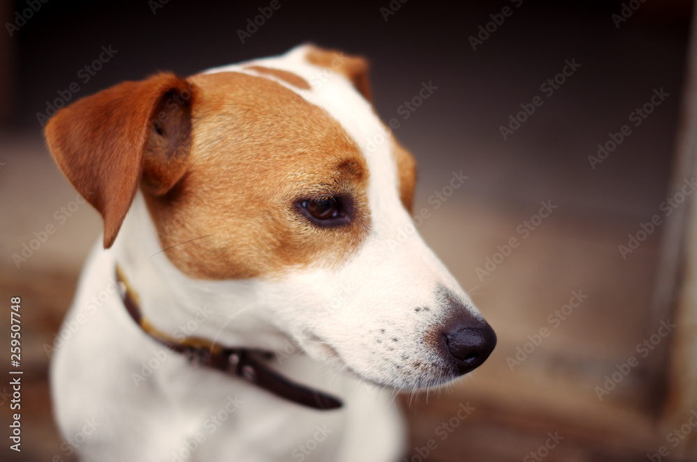 Thoroughbred dog Jack Russell Terrier happy to be next to the owner