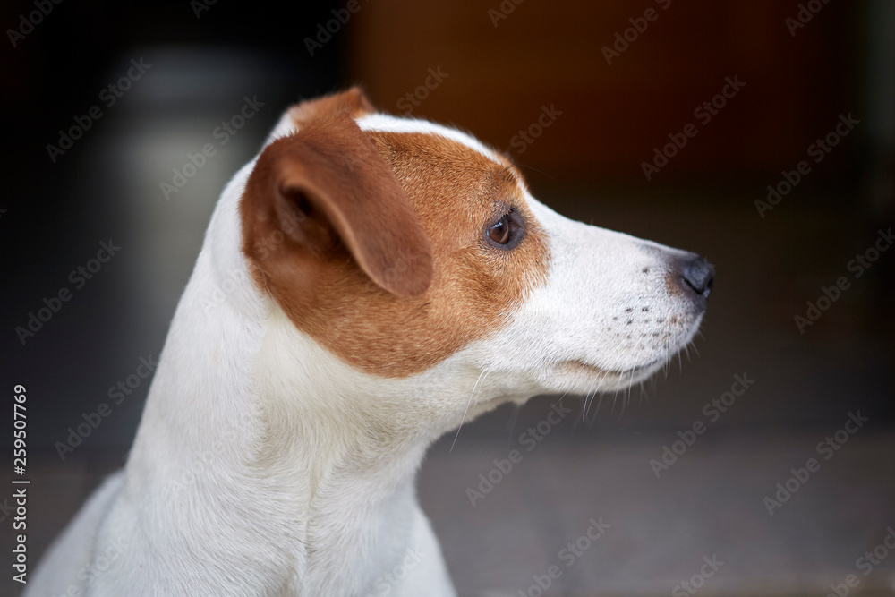Thoroughbred dog Jack Russell Terrier happy to be next to the owner