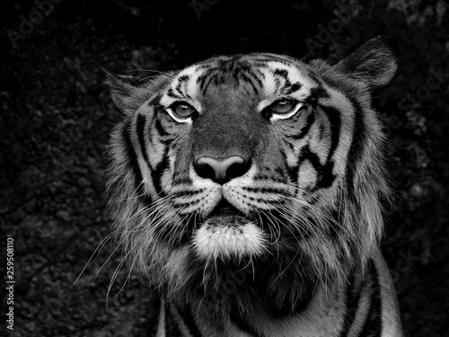closeup tiger face black and white style