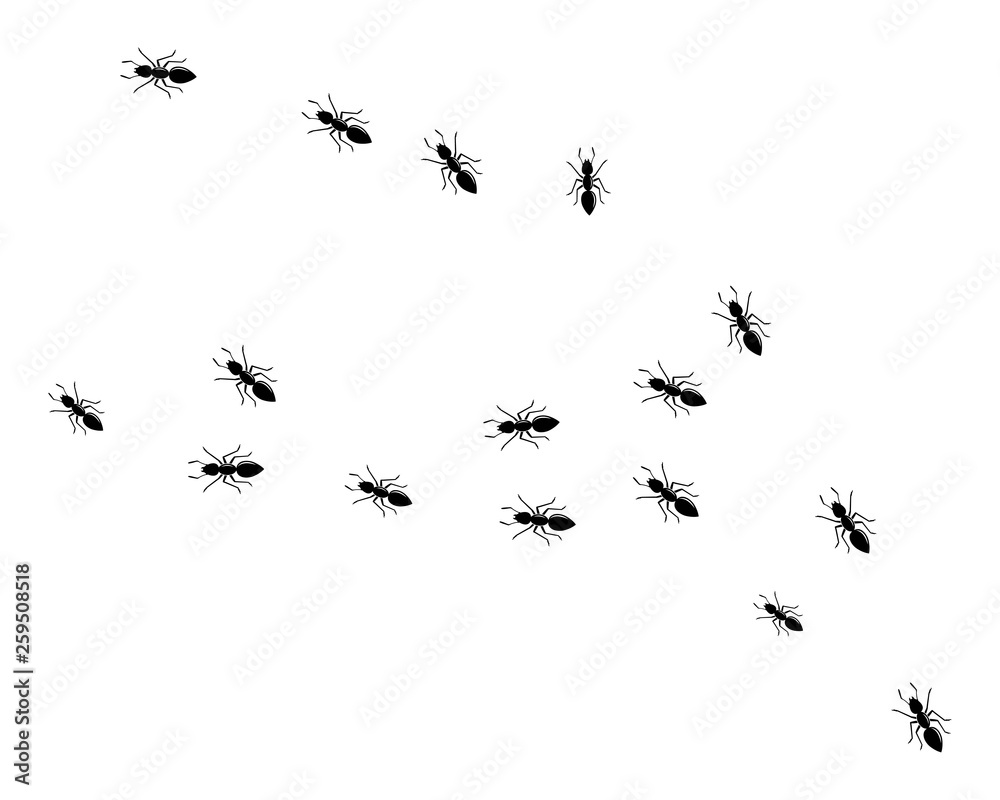 Obraz premium Ant Logo template vector illustration