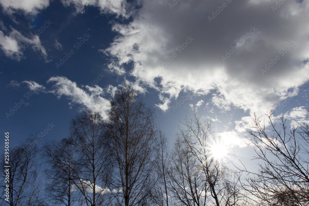 the sun's rays in the sky through the branches of trees the sun's rays in the sky through the branches of trees