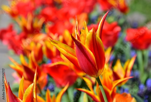 Ein Meer aus Tulpen - der Frühling ist da