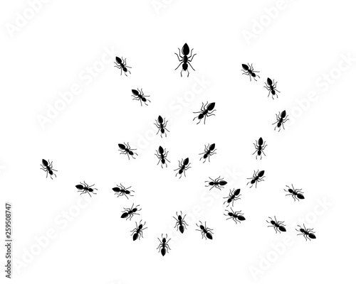 Ant Logo template vector illustration © sangidan