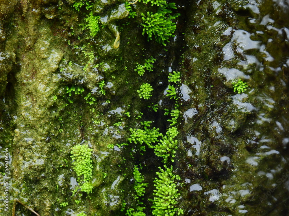 moss on stone in waterfall closeup