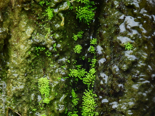 moss on stone in waterfall closeup photo