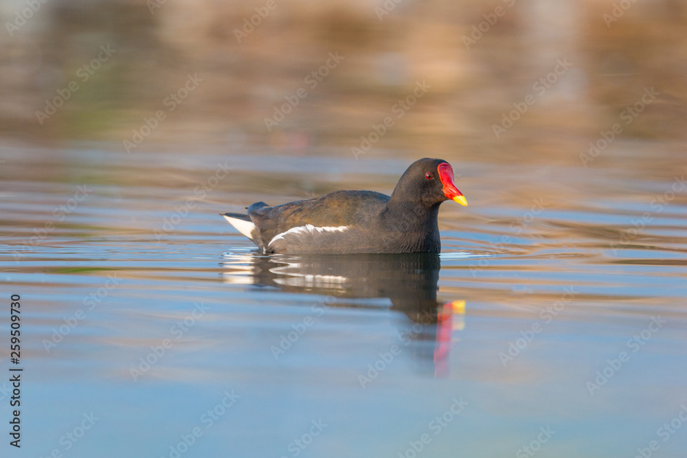 one swimming isolated moorhen (gallinula chlorpus) one swimming isolated moorhen (gallinula chlorpus)