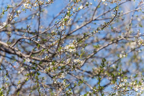 spring tree background