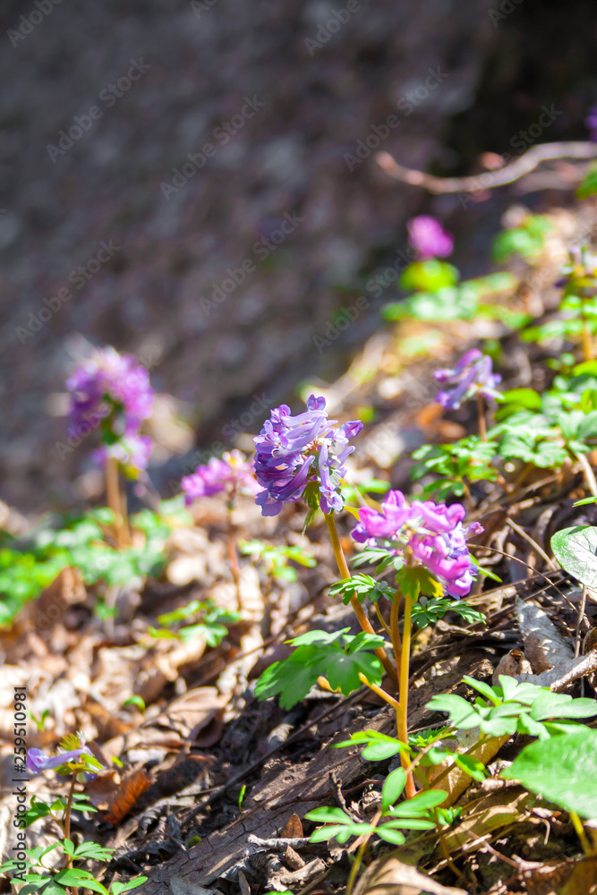 The fumewort (Corydalis solida) flowers closeup The fumewort (Corydalis solida) flowers closeup