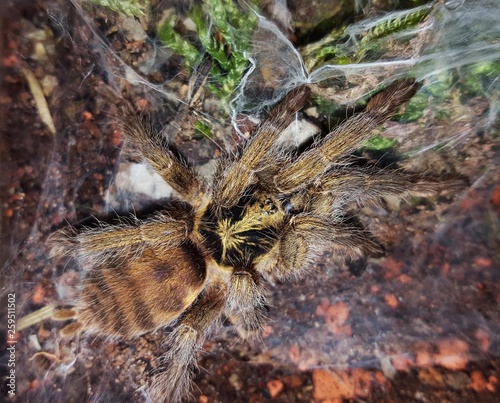 Vogelspinne Neoholothele incei