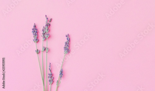 Violet lavender flowers arranged on bright pink desk background. Minimal concept flowers composition. Mother's Day floral pattern mockup. Spring nature layout. Top view closeup flat lay pastel colors.