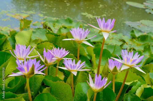 Lotus flower in the pool