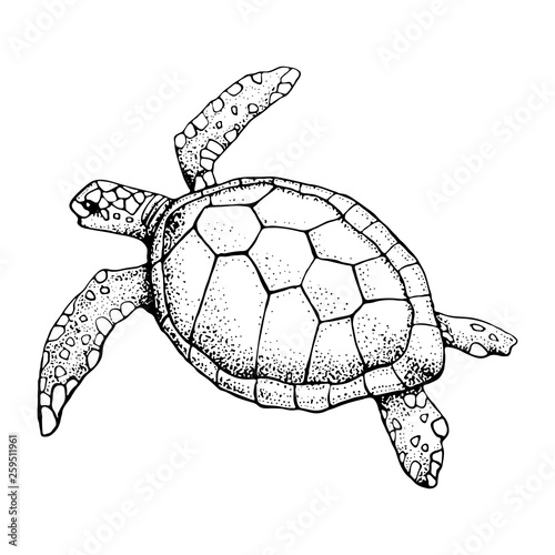 Hand drawn Sea turtle isolated on a white background. Vector with animal underwater. Illustration for T-shirt graphics, fashion print, poster, textiles