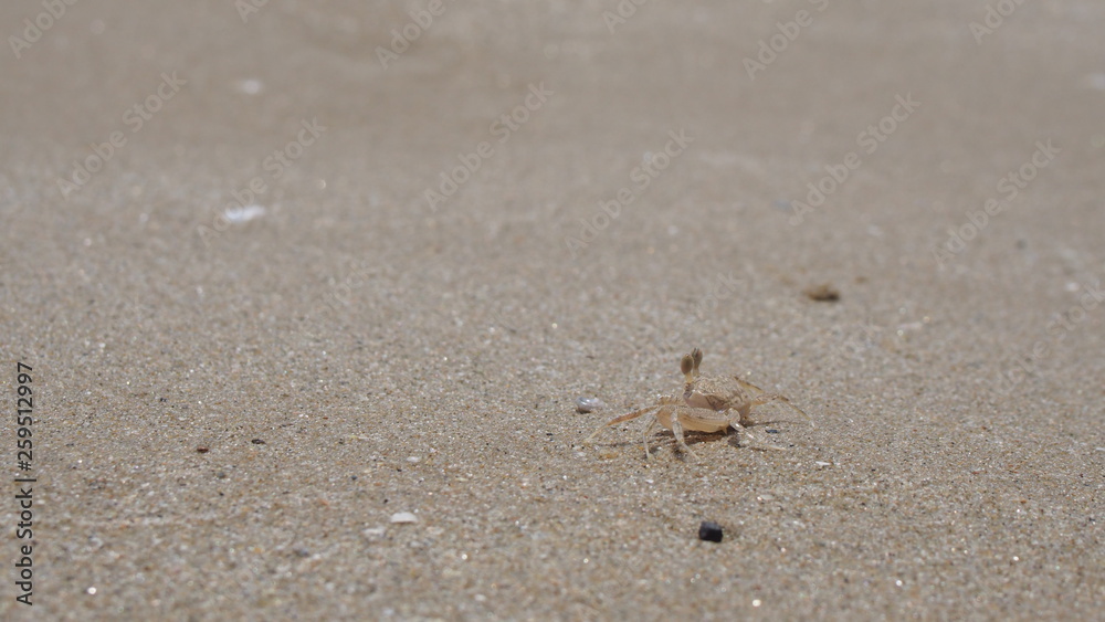 Crab on the beach Crab on the beach