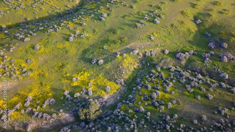 SUPER BLOOM Aerial, tracking, drone shot of Carrizo Plain hills covered in colorful wildflowers, on a sunny spring day, in in a National Monument, of California Valley, USA SUPER BLOOM Aerial, tracking, drone shot of Carrizo Plain hills covered in colorful wildflowers, on a sunny spring day, in in a National Monument, of California Valley, USA