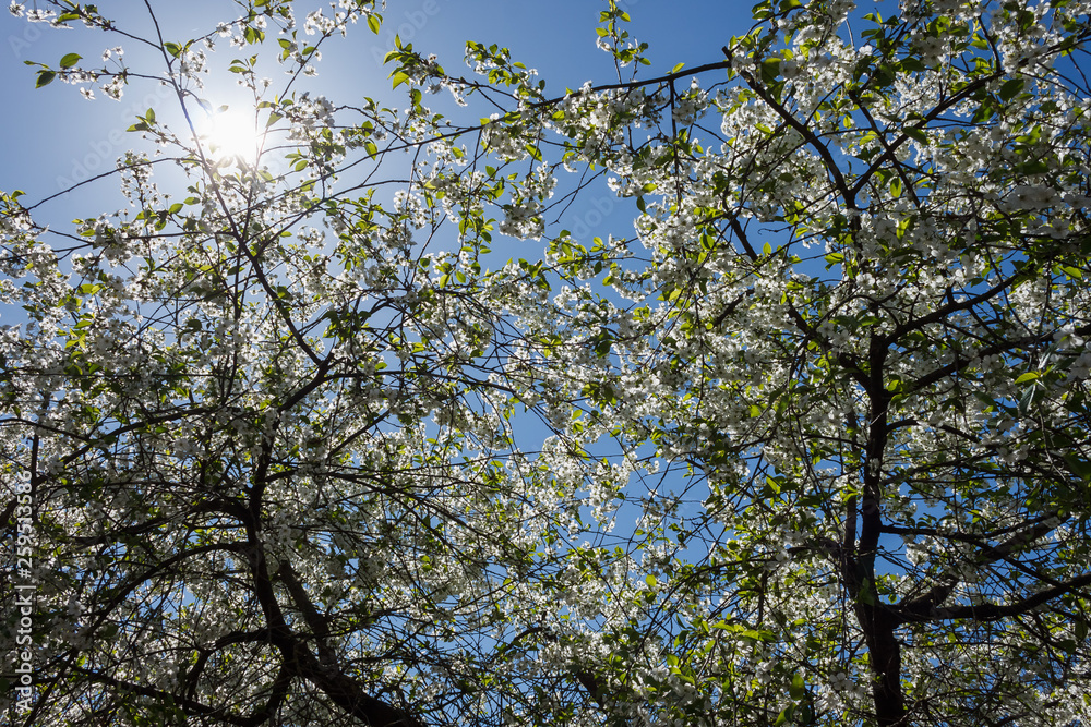 Flowering cherry on the background of a blue sky and sunlight. Background Flowering cherry on the background of a blue sky and sunlight. Background
