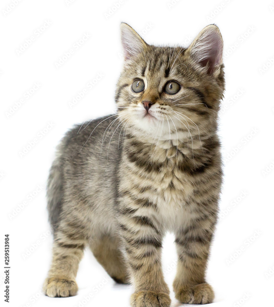 Cute tabby baby kitten standing looking left, isolated on white background. Kid animals and adorable cats concept