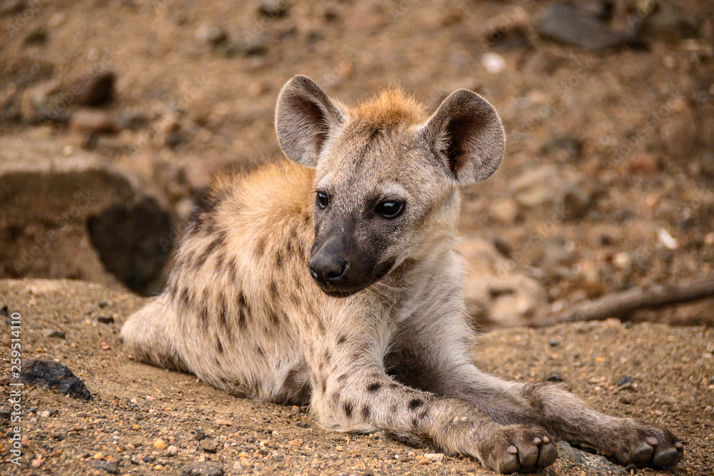 Young spotted hyena pup lying peacefully observing the surroundings at the den site Young spotted hyena pup lying peacefully observing the surroundings at the den site